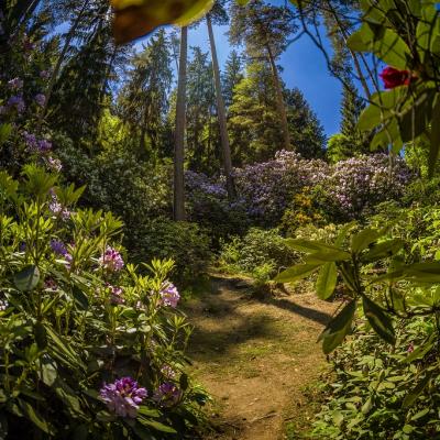 Rhododendrongarten